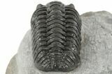 Adrisiops Weugi Trilobite - Recently Described Phacopid #192827-4
